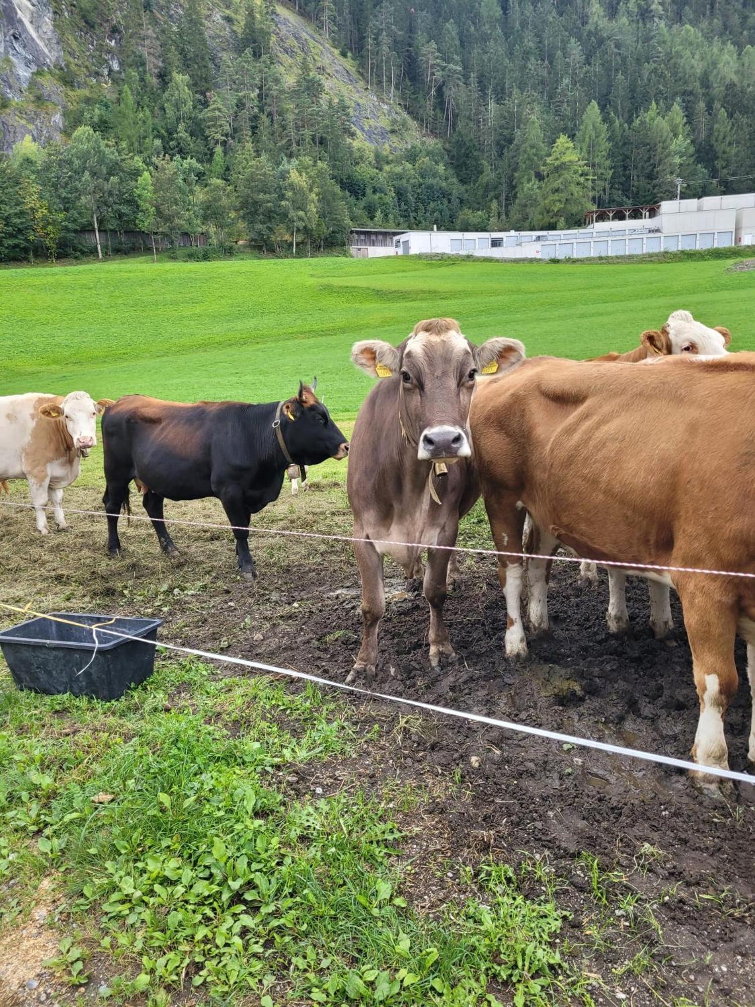 Ferienhof Bichlhof Arzl im Pitztal Εξωτερικό φωτογραφία