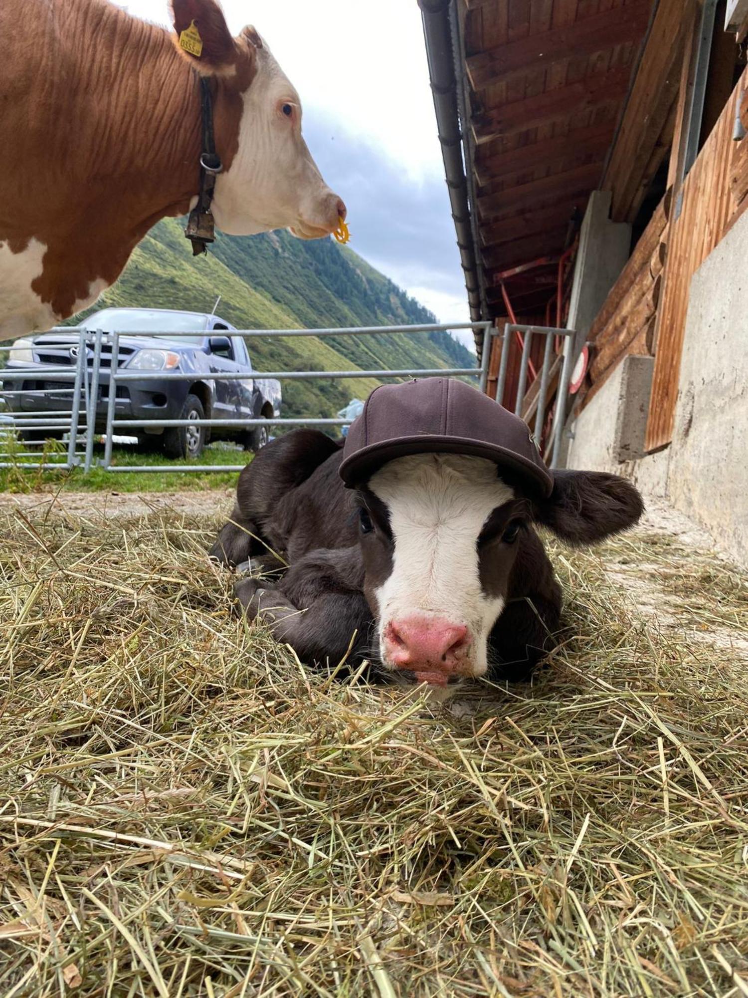 Ferienhof Bichlhof Arzl im Pitztal Εξωτερικό φωτογραφία