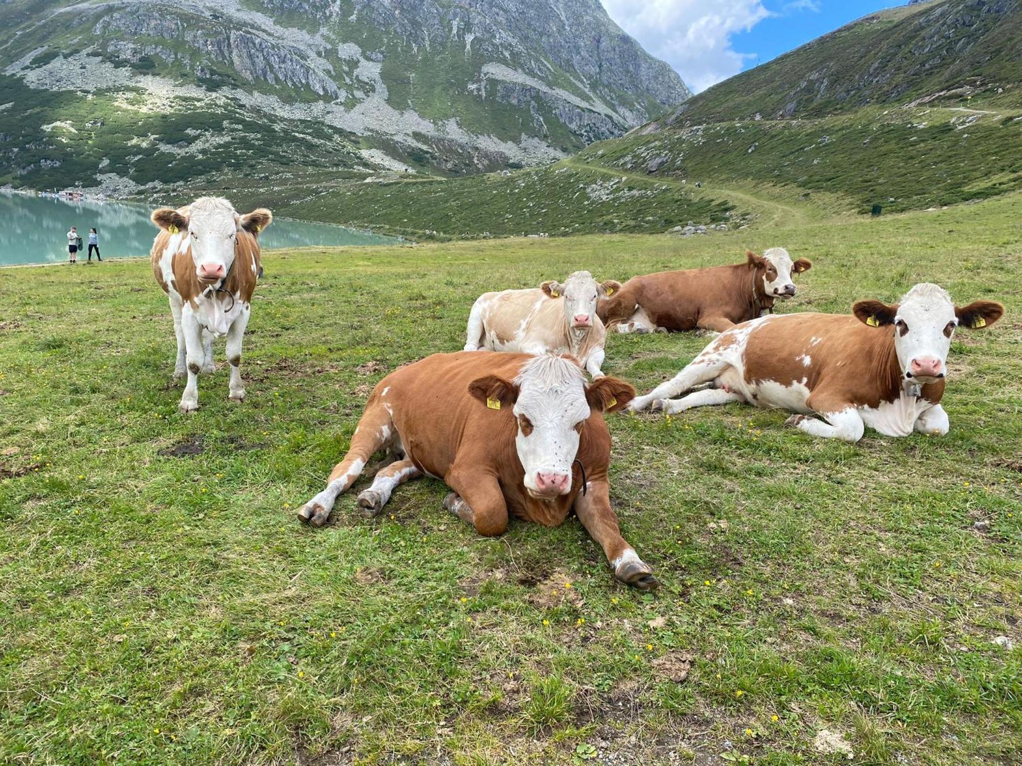 Ferienhof Bichlhof Arzl im Pitztal Δωμάτιο φωτογραφία
